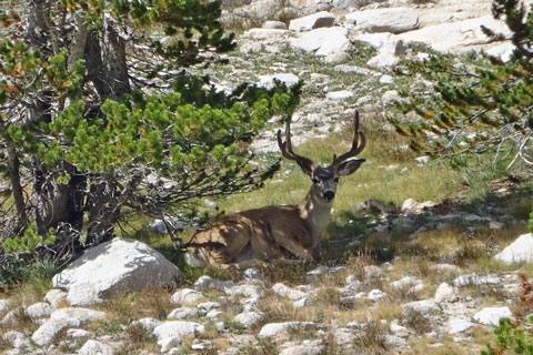 Deer in Center Basin, Kings Canyon National Park, California