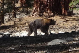 Bear at Junction Meadow, Sequoia National Park, California